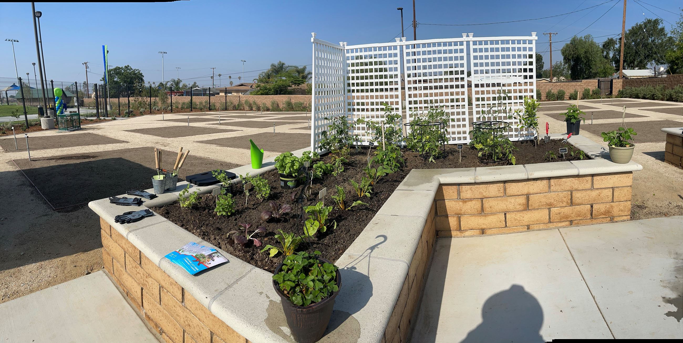 Picture of the corner of an ADA plot with fruit and vegetable plants
